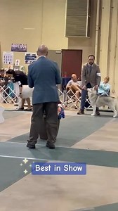 Cardinal Cluster Best in Show and Best in Show NOHS #ADF #AKC #siberianhusky #husky #sharpei #chinesesharpei #chowchow #Schnauzer #minischnauzer #miniatureschnauzer #dachshund #borzoi #pointer #shihtzu #aussie #australianshepherd #scottie #scottishterrier #Terrier #gwp #chihuahua #dogs #dog #purebred #purebreddogs #showdog #dogshow | American Dog Fancier