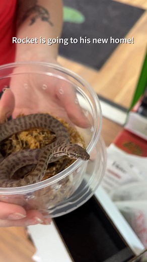 Rocket the Children's Python is blasting off to his forever home🐍🚀 . -THE DUDE ABIDES👍🏻🦎 Location: The Bio Dude Inc Houston 15116 Highway 3 Bldg 4 Webster, TX 77598 Hours: Mon-Fri: 9am-4pm Sat: 10am-5pm Phone: (717) 305-0684 Email: Customercare@thebiodude.com . . . #thebiodude #smallbusiness #bioactive #onlineshopping #shopsmall #shoplocal #reptiles #houstonreptiles #bioactivesetup #bioactiveterrarium #bioactivehabiitat #childrenspython #python #snek #snakesofinstagram | The Bio Dude