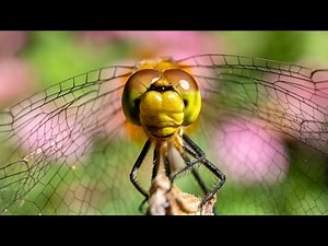 Close Up Macro Photography with Extension Tubes