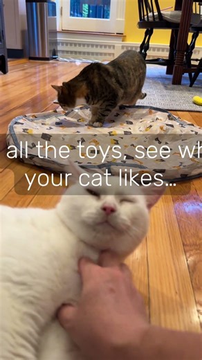 I’ll make another video where this viral cat toy is turned on! But this timid little girl was so
