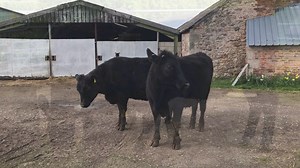 🐮THURSDAY 28th MARCH🐮 📍Entry from E Procter & Son, Geinas. 🔹2x Aberdeen Angus x heifers suitable for breeding. 🔹18 and 20 months. 🔹Farm Assured. | Ruthin Farmers Auction Co Ltd