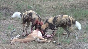 2 Wild Dogs Eating Impala Stock Footage Video (100% Royalty-free) 1823402 | Shutterstock