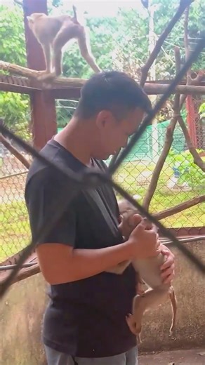 Puka Were confiscated by ENV to return to the wild with Kaka and Mit #Kaka | Kaka Page