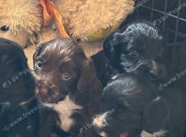 Working type cocker spaniel puppies - £600