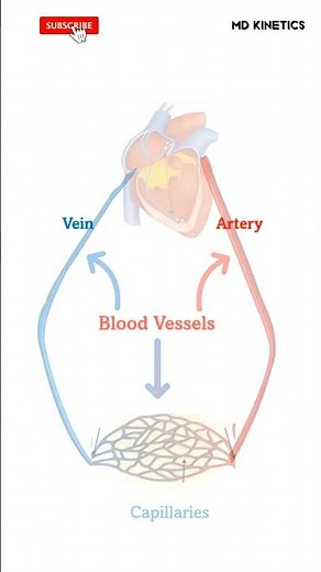 BLOOD VESSELS #science #viral #youtube #youtubeshorts #ytshorts #fyp #circulatory_system #class10