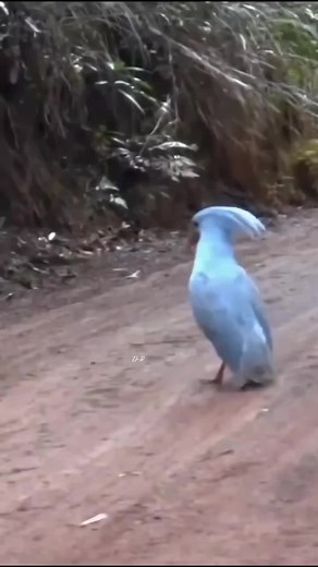 Bird Dance Compilation: Beautiful Birds Dancing in Nature