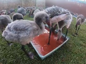 4.9K views · 112 reactions | "Our daily work shifts were from 6 a.m....