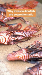 667K views · 3.5K reactions | Even when they're dead, lionfish are dangerous as they have 18 venomous spines. #lionfish #foodsafety #seafood | Insider Science | Facebook