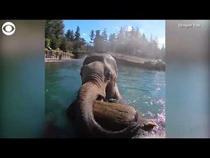 Elephant plays with giant log in pool at Oregon Zoo