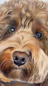 34 reactions | ✨ Lots of gorgeous little Cockapoo faces booked in right now, which I can’t wait to make a start on and share! ✨ I wonder what other breeds I’ll get to draw this year? #katesprattart #portraitartist #petportraitartist #dogart #dogdrawing #pooch #pooches #dogbreeds #cockapoo #cockapoosofinstagram #dog #doggo #dogs #cockapoodrawing #cockapoolove | Kate Spratt Equine Art | Facebook