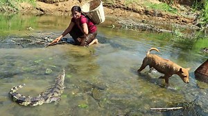 2.4K views | Primitive In forest one - woman Catching Frog Small river - Cook Frog Catching crocodile | Natural Planet | Facebook