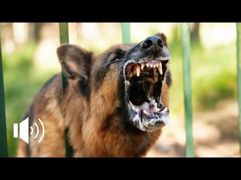 ANGRY DOG GROWLING | CANE CHE RINGHIA | SOUND EFFECT