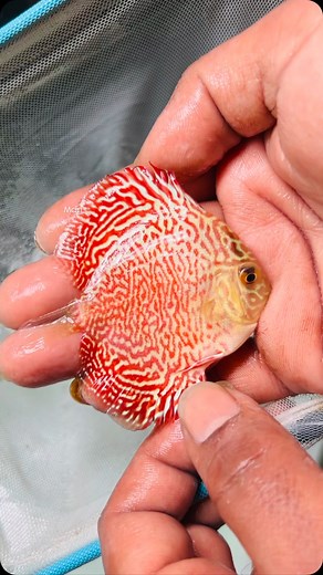 Lost in the maze of beauty 🌀! Our Sparkling Maze Leopard discus fish are a stunning addition to any aquarium. #discusfish #mazeleopard 😍 | Vicky S