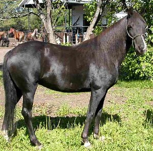 North American Single Footing Horse ~ Detailed Information | Photos | Videos