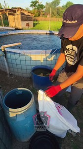 An important routine in catfish farm management. #catfish #fish #farming #aquaculture #fishing