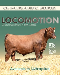 Create sound, powerful breeding stock with LOCOMOTION! LOCOMOTION is an attractive, athletic, multi-trait superstar and standout on hoof. He offers curve-bending calving ease and growth, with an EPD profile that's hard to rival. LOCOMOTION is a unique sire who can be used to produce cattle with superior foot quality, powerful phenotype, and genetic merit in a highly marketable package. LOCOMOTION is available in Conventional and Ultraplus™ high fertility sex-sorted semen online at the LINK BELOW