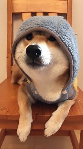 So cute 😄 | Shiba Inu Overload
