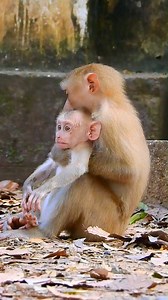 Pigtail monkey loves baby Leo monkey | Love Monkey