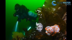 The Kraken KS160 underwater strobe retails for $850 and offers 160 Ws...