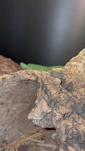 Merauke green tree monitor | Cold Blooded Shop