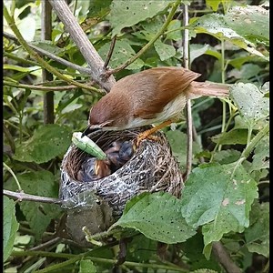 Yellow eyed babbler bird feeding her babies | Bird Blue
