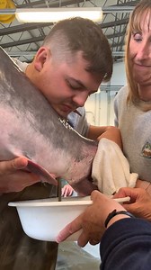 SPOONBILL SPAWNING: For the past two weeks, MDC staff have been spawning paddlefish – AKA spoonbills -- at Blind Pony Hatchery near Sweet Springs. Staff collected and spawned 18 paddlefish broodstock females and 15 broodstock males in March from Truman Lake and the Osage River below Bagnell Dam. The fertilized paddlefish eggs are placed in special jars and take about seven days to hatch. The fry are kept for about another seven days inside the hatchery in special tanks before they are moved outs