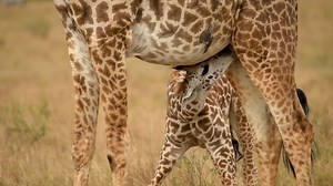 When a giraffe is born, it relies solely on its mother's milk for nutrition. This nursing period is vital, not just for the calf's growth, but also for bonding with its mother. Sadly, giraffes are now classified as vulnerable on the IUCN Red List, with fewer than 117,000 left in the wild. Over the past 30 years, giraffe populations have declined by 30%. Habitat loss, poaching, and human-wildlife conflict are major threats to their survival. Let's raise awareness and protect these gentle giants �