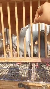 5.6K views · 116 reactions | #pegion #pegionlover #pegionracing #pigeons #pigeon | Pegion Marathon Tv | Facebook