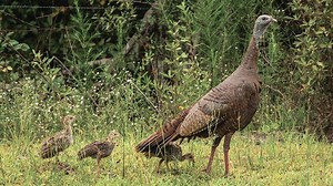 Report Florida Wild Turkey Sightings – Archyde