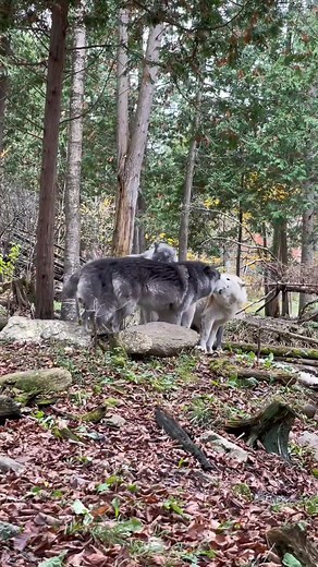 12K views · 625 reactions | 4 beautiful wolves  which one's your favorite  #wolf #wolfpack #wolfdog #wolfman #wolfcreek #virals #reelsfb #reelsviralシ #dog #animalsofinstagram | Wolf Lover | Facebook