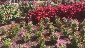 Your unforgettable Myrtle Beach escape begins before you even walk through the door! Check out this beautiful butterfly welcome, captured in the flower beds leading up to our porte-cochère at lobby registration. https://bit.ly/304DCeP | DoubleTree Resort by Hilton Myrtle Beach Oceanfront