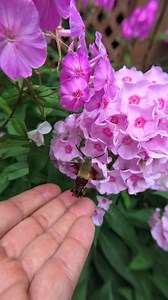 4K views · 120 reactions | Hummingbird Clearwing Moth (Hemaris thysbe) #humingbirdmoth #humingbird #moth | Professor Pouncey | Facebook