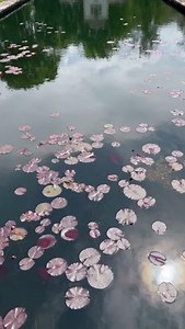 7.6K views · 457 reactions |  Bodnant Garden NT near Conwy is one of...