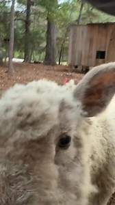 Would you own a babydoll sheep? #babydollsheep #thehobbyfarm #growingmyfarm #farmjourney #farmanimals | Kelsey McManus - The Hobby Farm