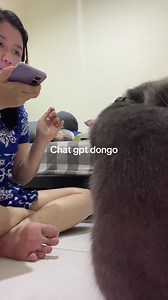 Aplikasi Ngobrol dengan Kucing Terbaik
