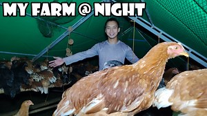 My Free Range Chicken Farm at Night | The Off Duty Accountant