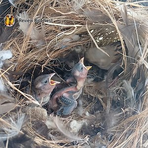 48K views · 1.4K reactions | EP.07 Old World sparrows Bird Find locust food for her chicks to eat in the nest | Review Bird Nest | Facebook