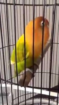 lovebird isian walang kecek