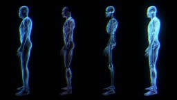 Super high resolution 3D render of male anatomy. Translucent...