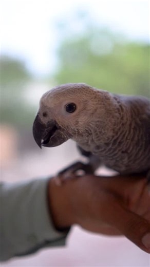 At Punjab Farm, every parrot is a story in color , cared for with love, nurtured with passion. 🦜🌿 #PunjabFarm #ParrotCare #BirdsOfPunjab #NatureAndNurture #ColorfulCompanions #FarmLife #ExoticBirds #ParrotLovers #AnimalCare #PunjabBeauty | Punjab Agri Farm