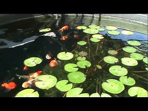 Fancy Goldfish in Outdoor Pond. Ranchu, Oranda, Black Moor, Lionhead