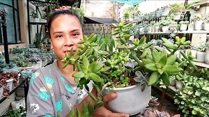 10 Lowland-Friendly Succulents! | Kenken de Lara