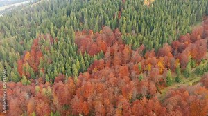 New England Fall Foliage Drone 4K