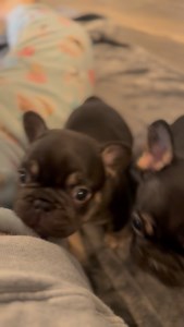 1.6K views · 4.4K reactions | OMGGG I LOVE THESE BABIES 勞✨勺勺勺勺勺❤️ #frenchie #frenchielife #frenchielove #cutepuppy #viralreel | Blue Buddha Frenchies LLC | Facebook
