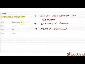 Zygospore is formed from