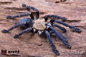 Cyriopagopus sp. Hati Hati - arent.pl