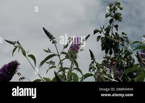 Papilio machaon, the Old World yellow swallowtail, a butterfly of the family Papilionidae. Beautiful Butterfly with black and yellow wings feeding on summer lilac, butterfly bush or Buddleja davidii Stock Video Footage - Alamy