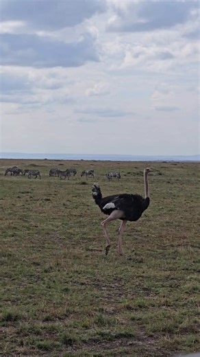 Young adult male and female ostriches grooming themselves, while zebras grazed peacefully in the background, framed by the vast, scenic beauty of Kenya’s Masai Mara. To INQUIRE about or BOOK an African Safari with us at Boso Tour & Safaris Email us at info@bosotours.com CALL or WHATSAPP; 254 743 361 688 OR Visit our website at bosotours.com #fypシ゚viralシ #bosotour #safari #WildlifeWatch #Hippos #NatureFacts #StaySafe #bigfive #bigfivesafari #luxurytravel #travel #africanwildlife #nationalgeograph