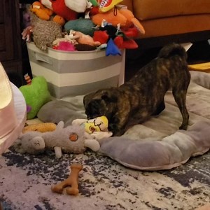 1.3K views · 458 reactions | Oh how I missed these Monkey shenanigans! #monkadoodledoo #apugandherstuffy | Bah Humpug | Facebook