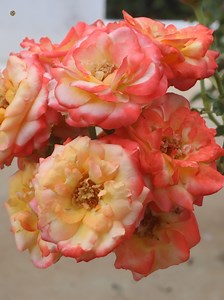 Happy Wednesday 🙂 | Roses